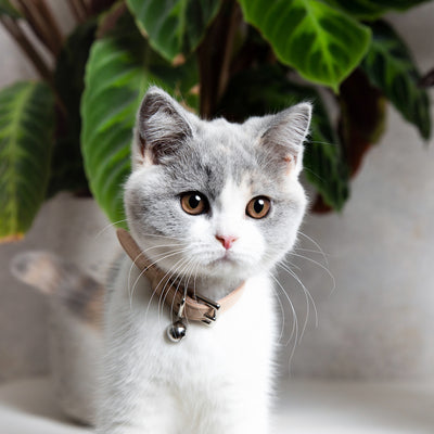 Muted Heritage - Cream Cat Collar