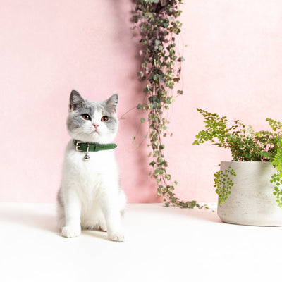 Muted Heritage - Fern Cat Collar