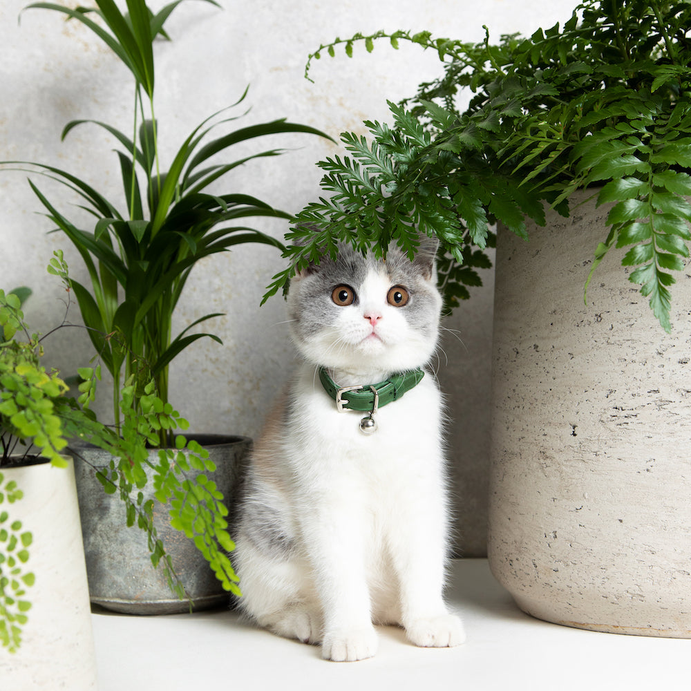 Muted Heritage - Fern Cat Collar