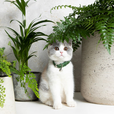 Muted Heritage - Fern Cat Collar