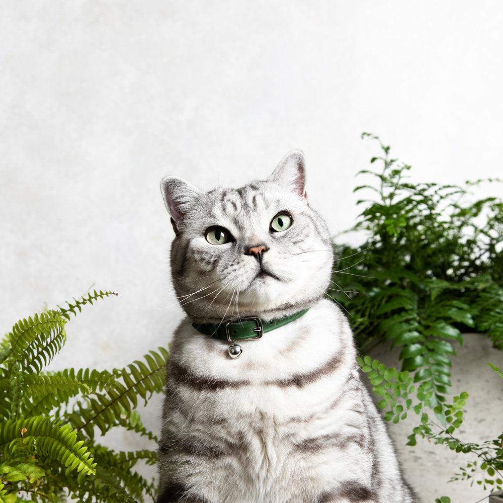 Muted Heritage - Fern Cat Collar