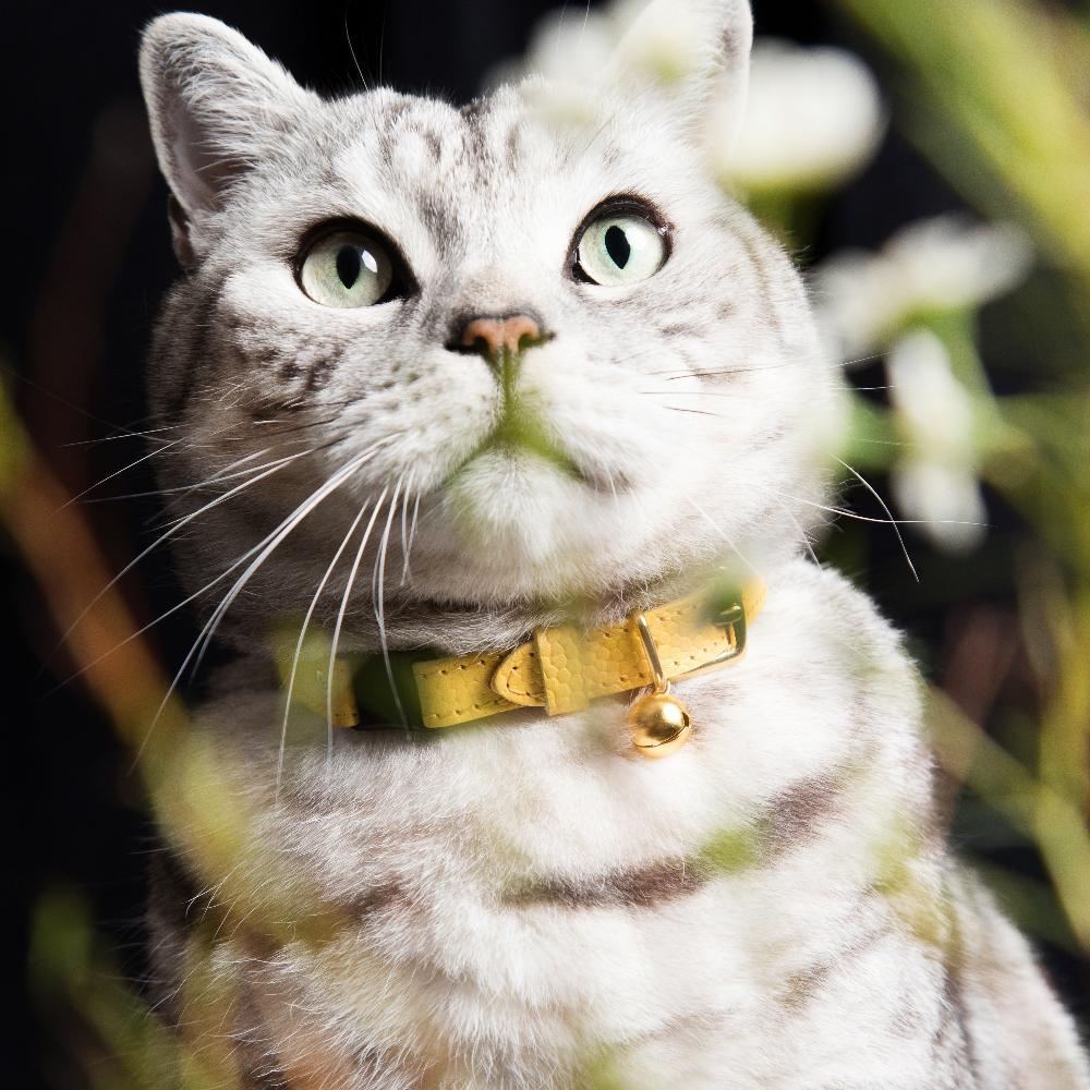 The 'Persian' Caviar Cat Collar