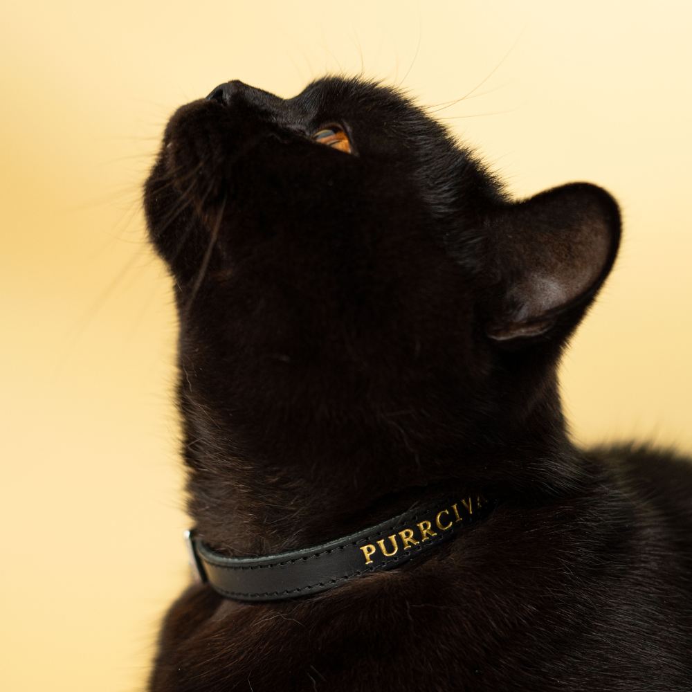 Wonderland Jabberwocky Black Cat Collar