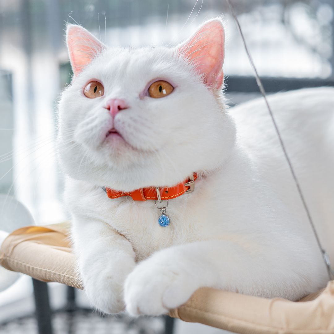 Louis Wain - Purrsimmon Orange Cat Collar