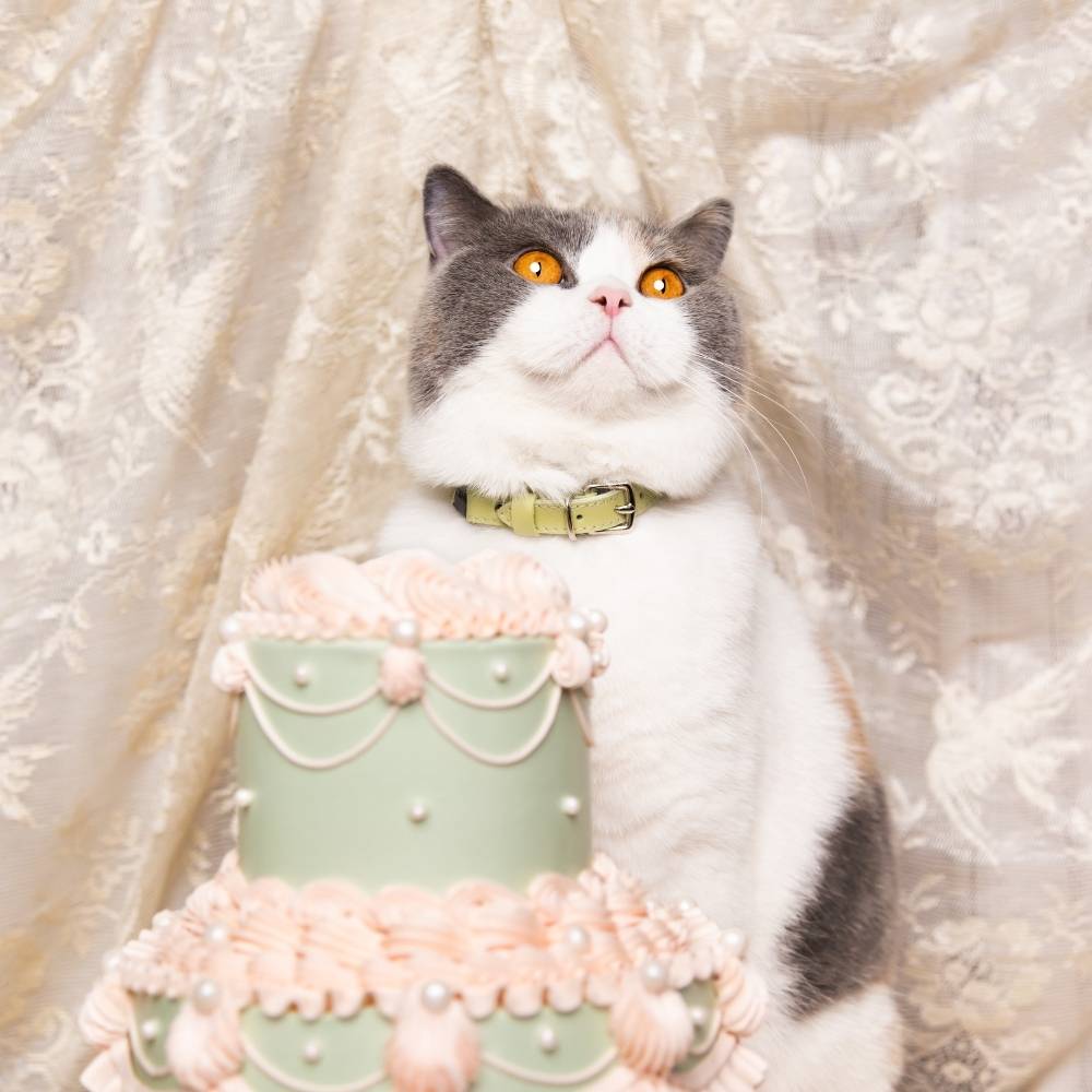 Rococo - Pistachio Cat Collar