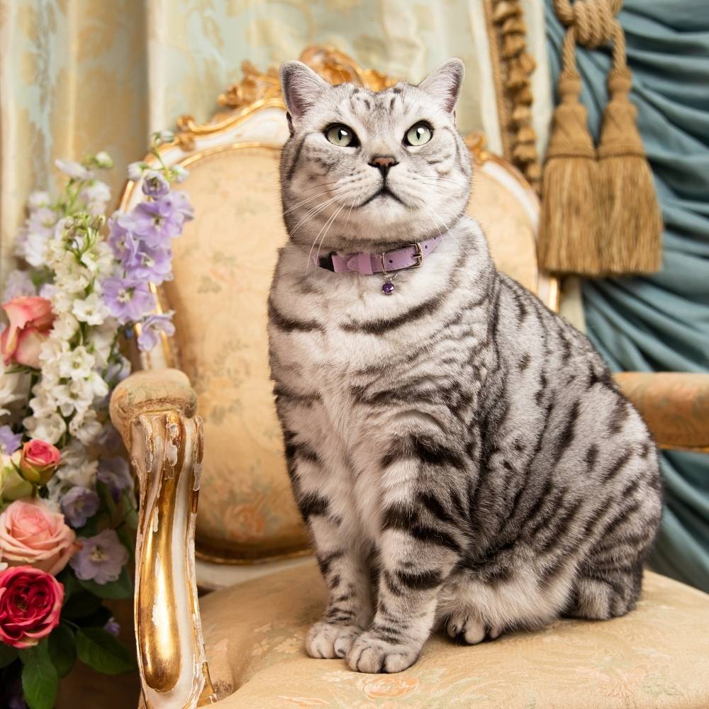 Rococo - Lilac Cat Collar