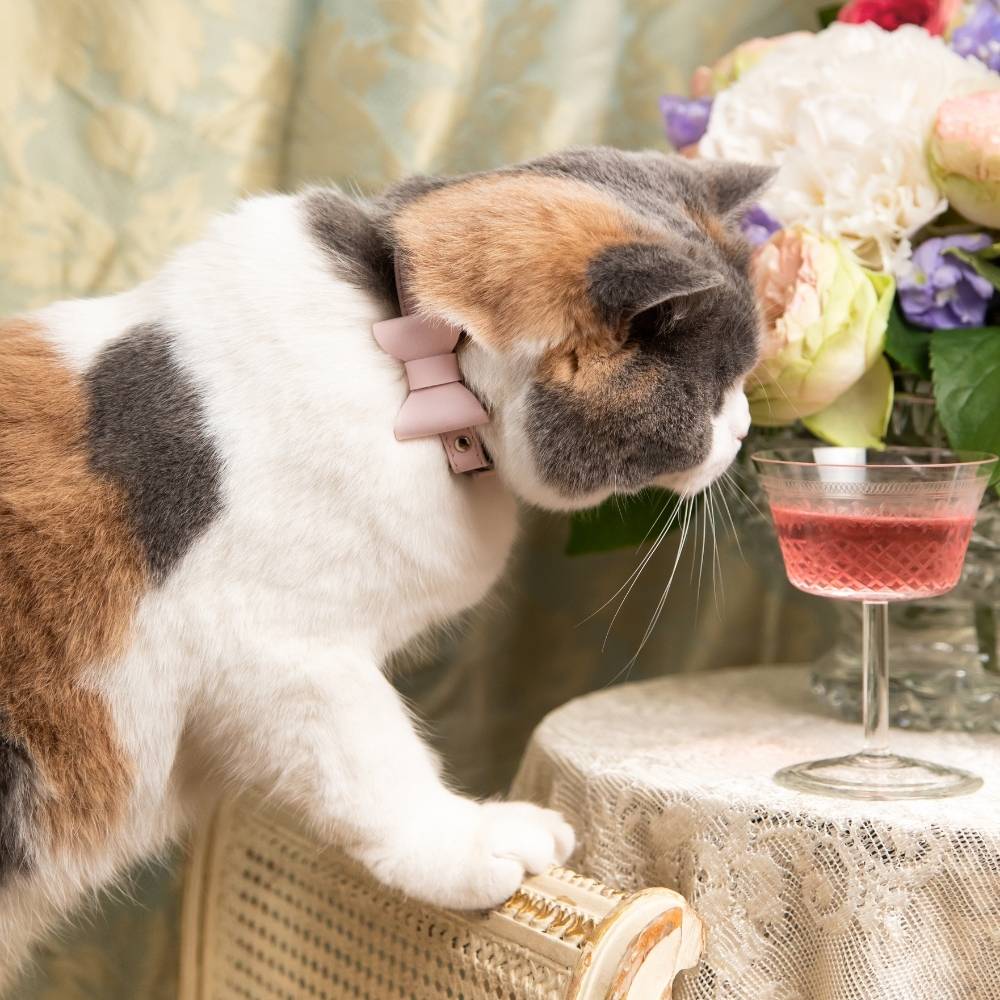 Rococo - Petal Cat Collar