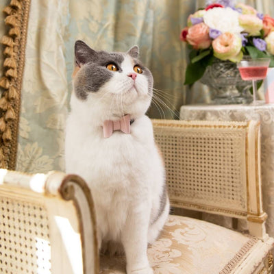 Rococo - Petal Cat Collar