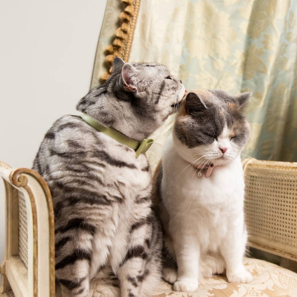 Rococo - Pistachio Cat Collar