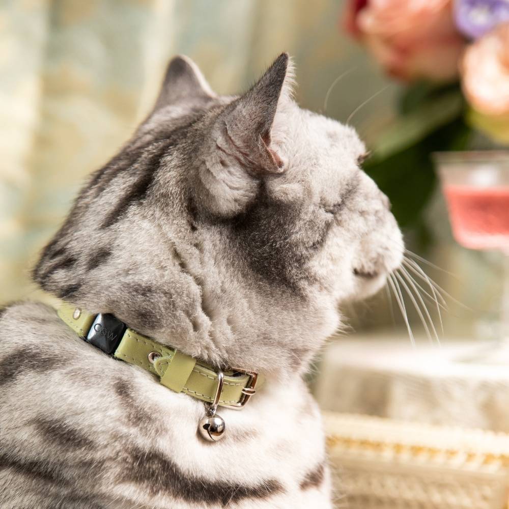 Rococo - Pistachio Cat Collar