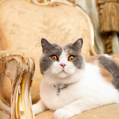 Rococo - Powder Blue Cat Collar