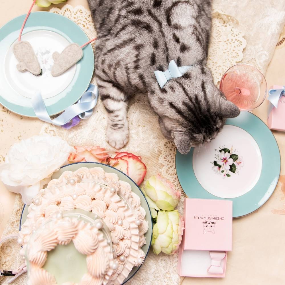 Rococo - Powder Blue Cat Collar