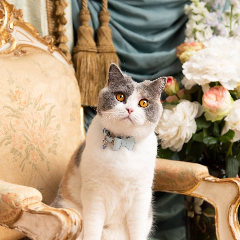 Rococo - Powder Blue Cat Collar