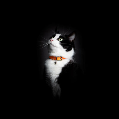 Neon Orange - Reflective Cat Collar