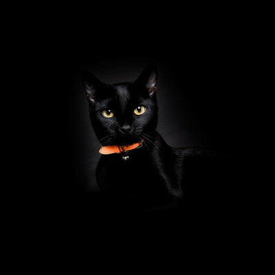Neon Orange - Reflective Cat Collar