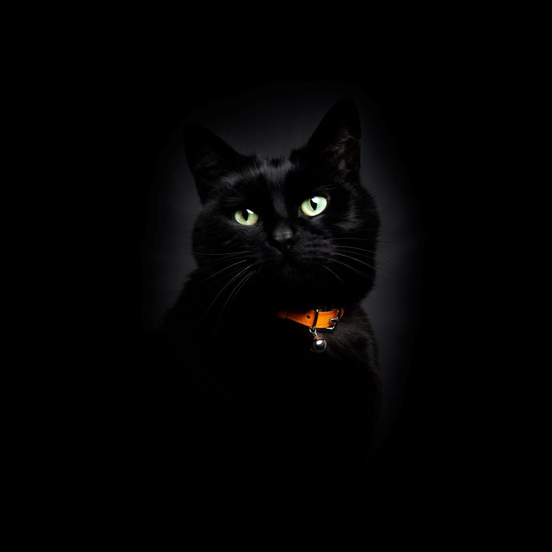 Neon Orange - Reflective Cat Collar