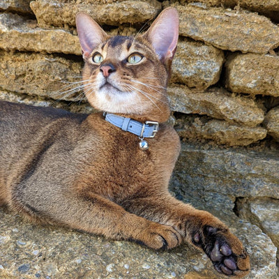 Metallic Silver - Reflective Cat Collar