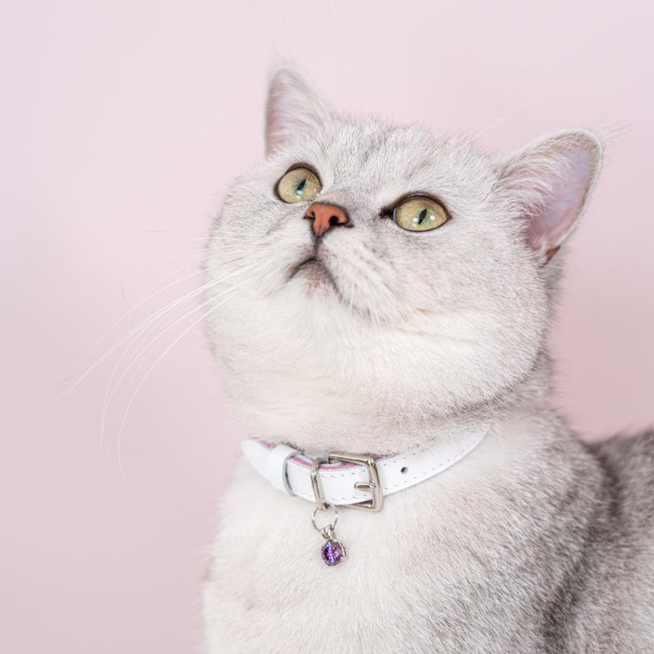 Wonderland White Rabbit Cat Collar