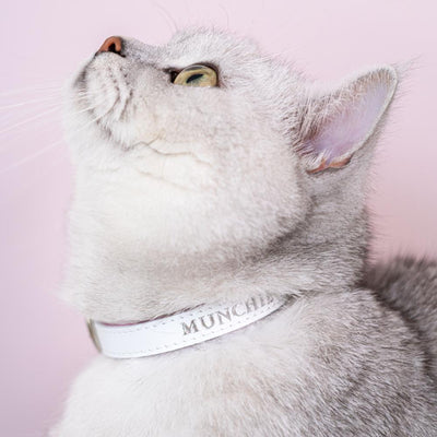 (End-of-Line) Wonderland - White Rabbit Cat Collar