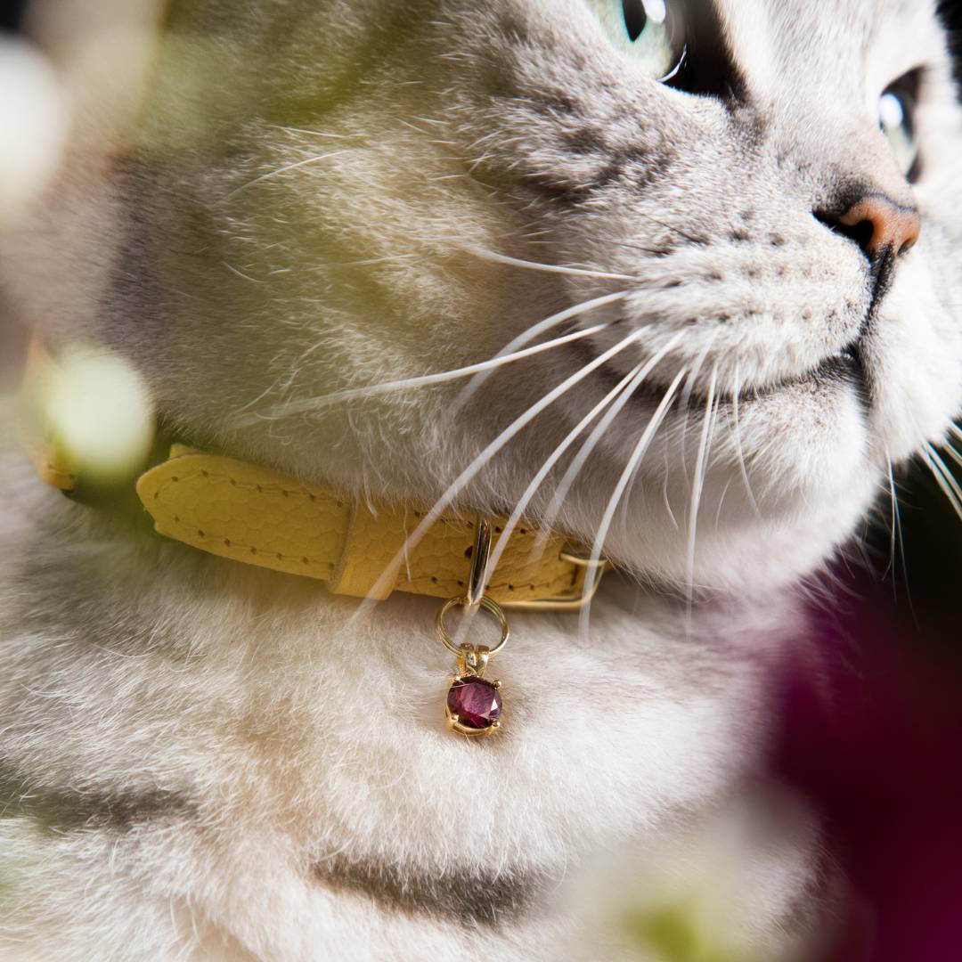 (SECONDS) Caviar Cat Collar