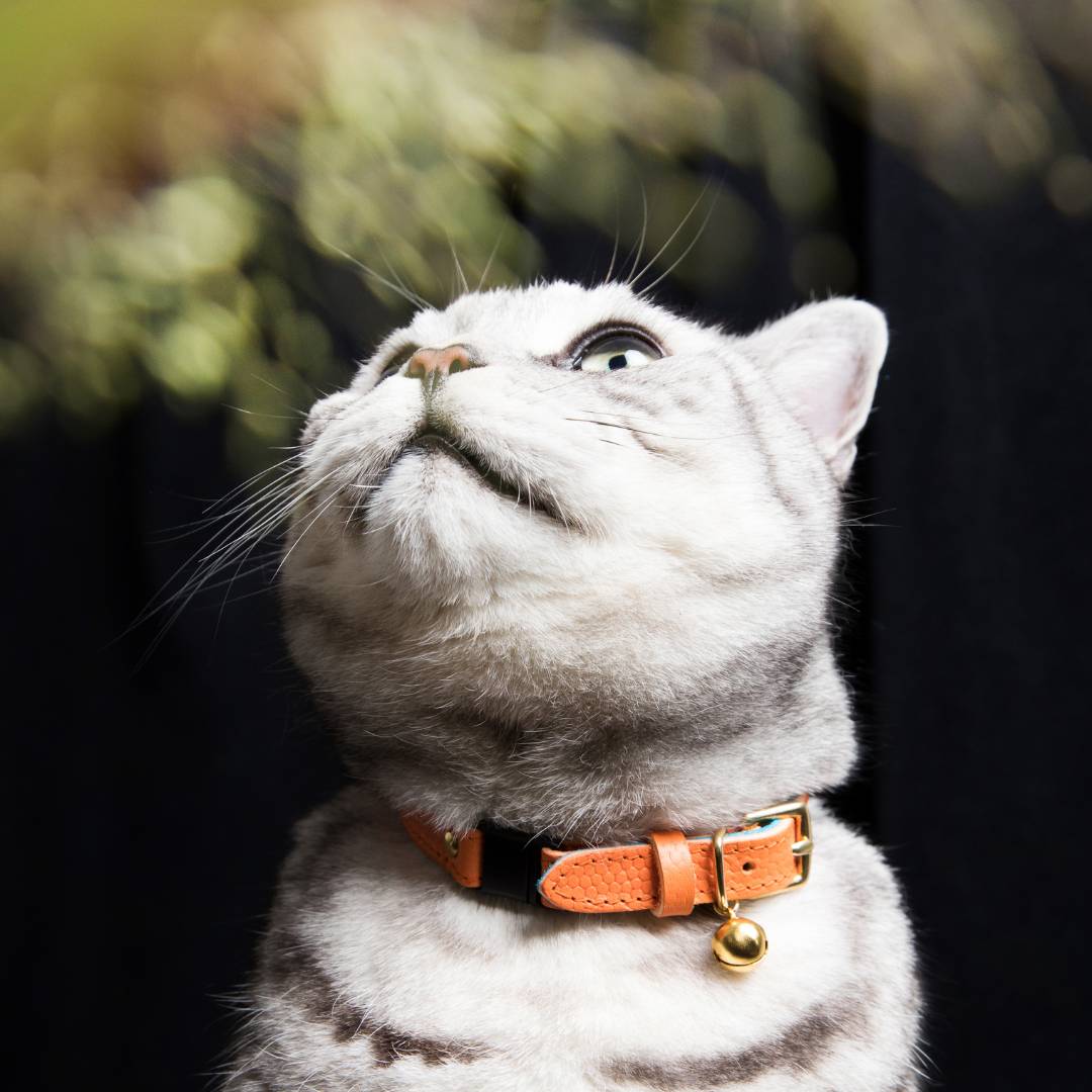 (SECONDS) Caviar Cat Collar