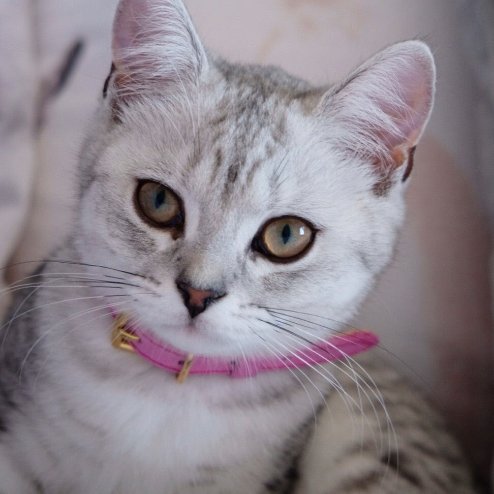 Colour-Pop - Pink Cat Collar