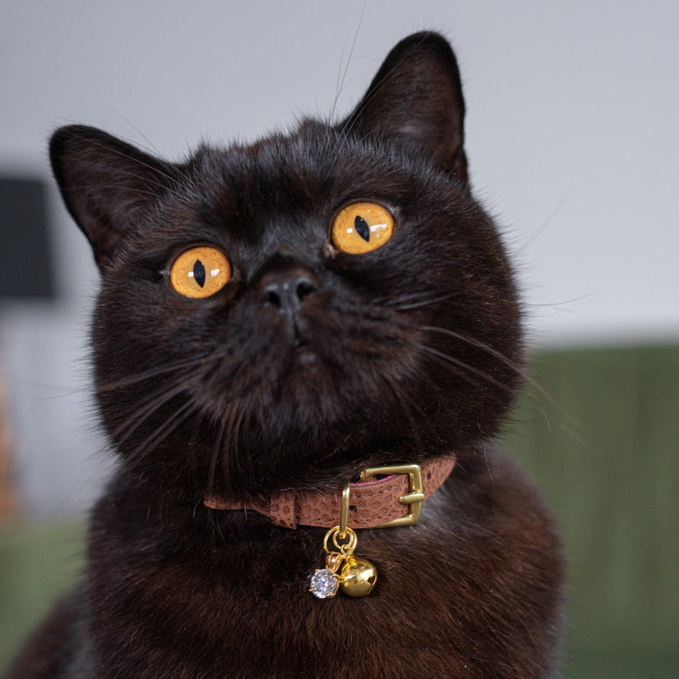 Limited Edition - Conker Cat Collar