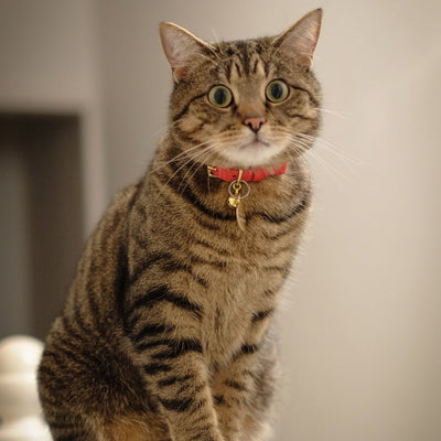 Colour-Pop - Red Cat Collar