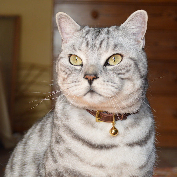 (SECONDS) Cornelius Heritage Cat Collar