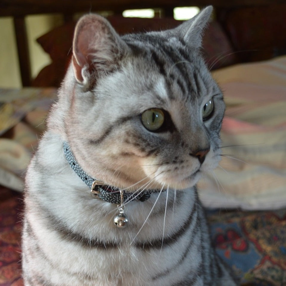 Limited Edition - Luna Cat Collar