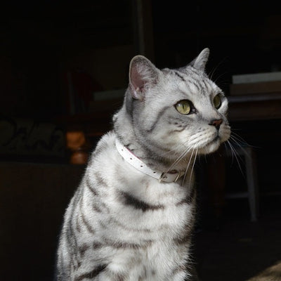 (End-of-Line) Wonderland - White Rabbit Cat Collar