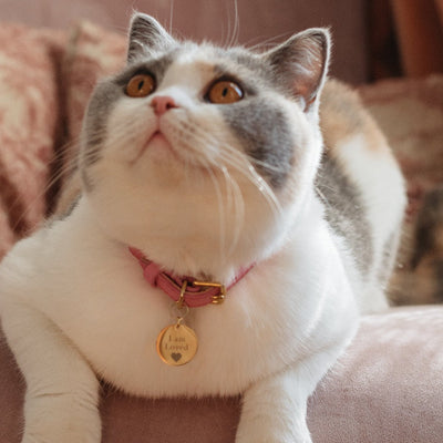 Close-up of British Shorthair cat on sofa wearing pink collar with gold engraved ID tag
