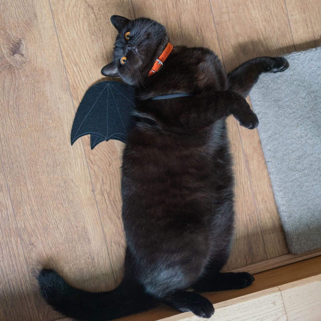 Count Catula - Halloween Bat Wings