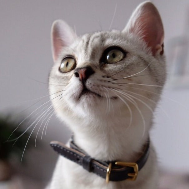 Luxury Leather Safety Cat Collars