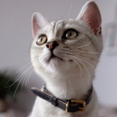 Colour-Pop - Grey Cat Collar (Petite only)