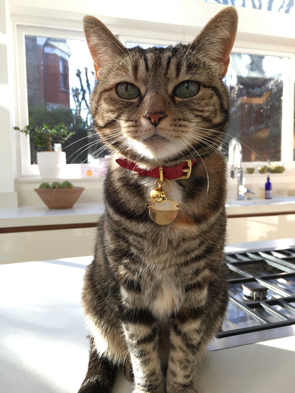 Heritage - Chester Red Cat Collar