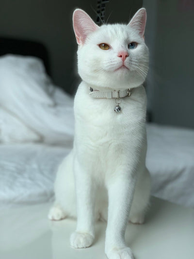 (End-of-Line) Wonderland - White Rabbit Cat Collar