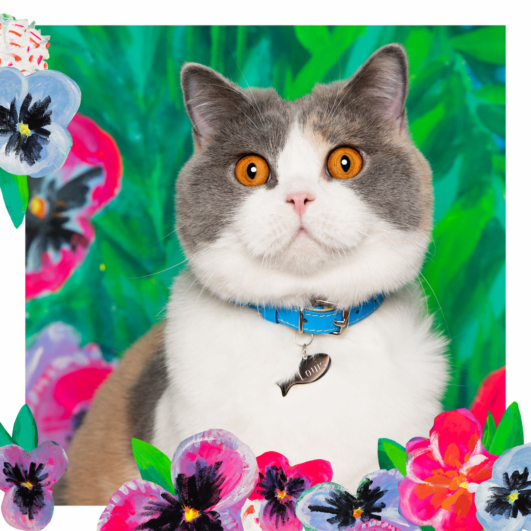 Louis Wain Electric Blue Cat Collar Cheshire Wain