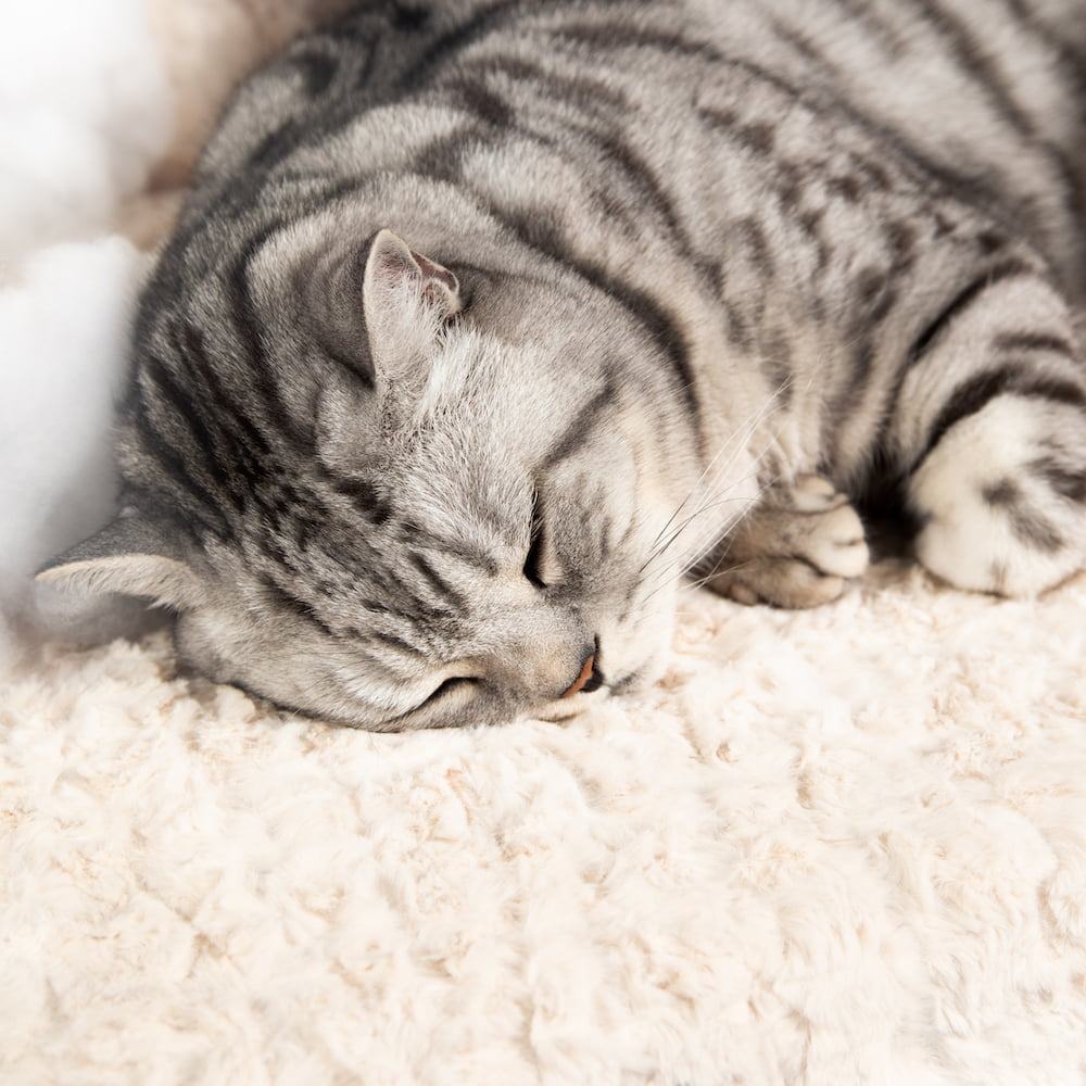 Cat Cloud® Bed - Shearling Cream