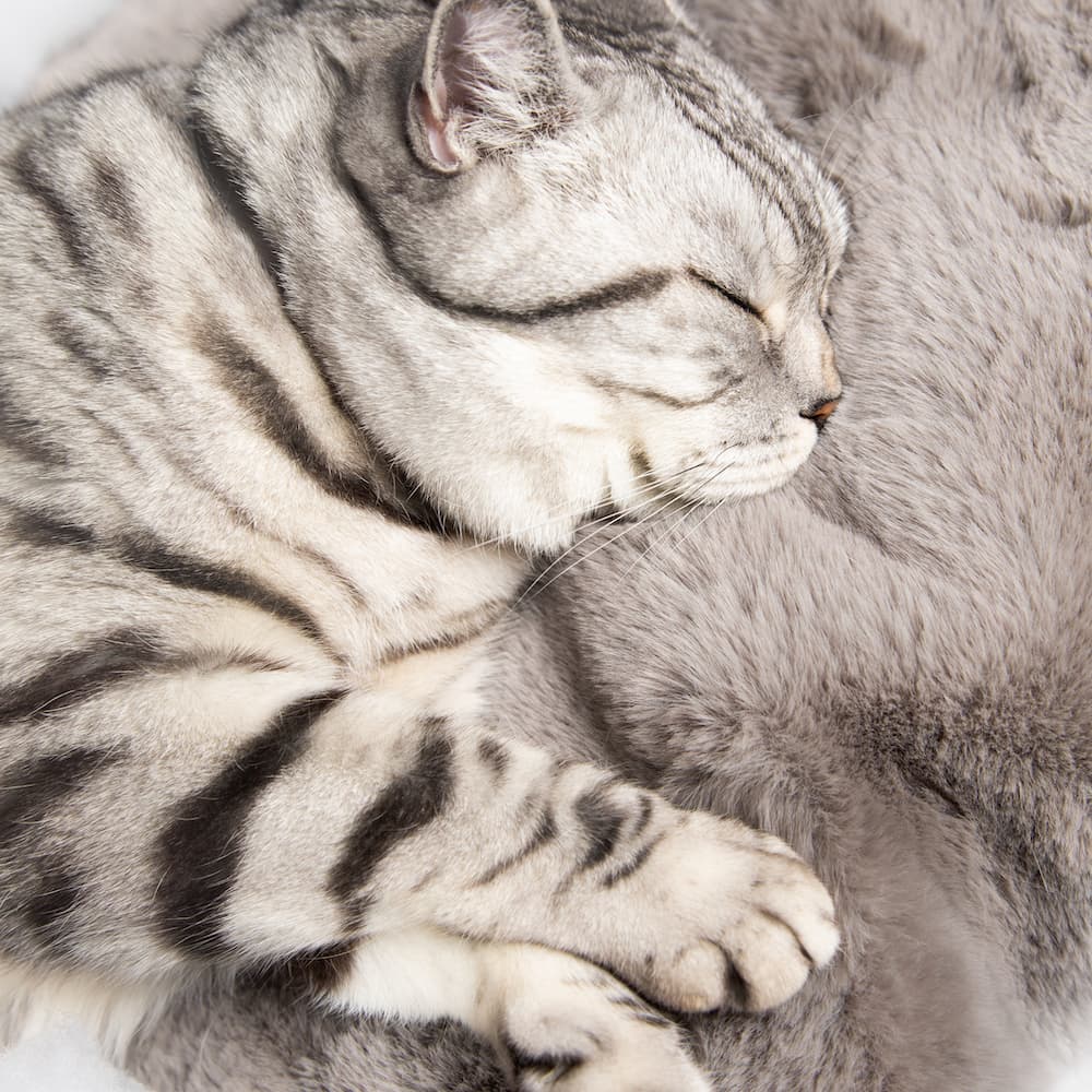 Cat Cloud® Throw - Nimbus Grey
