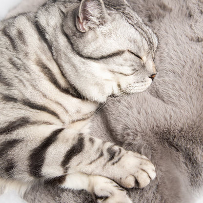 Cat Cloud® Throw - Nimbus Grey