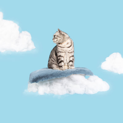 Cat Cloud® Bed - Azure Blue