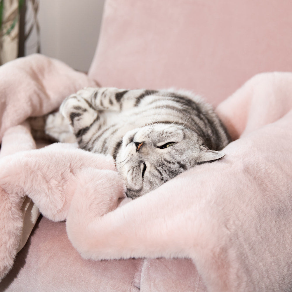 Cat and blanket online