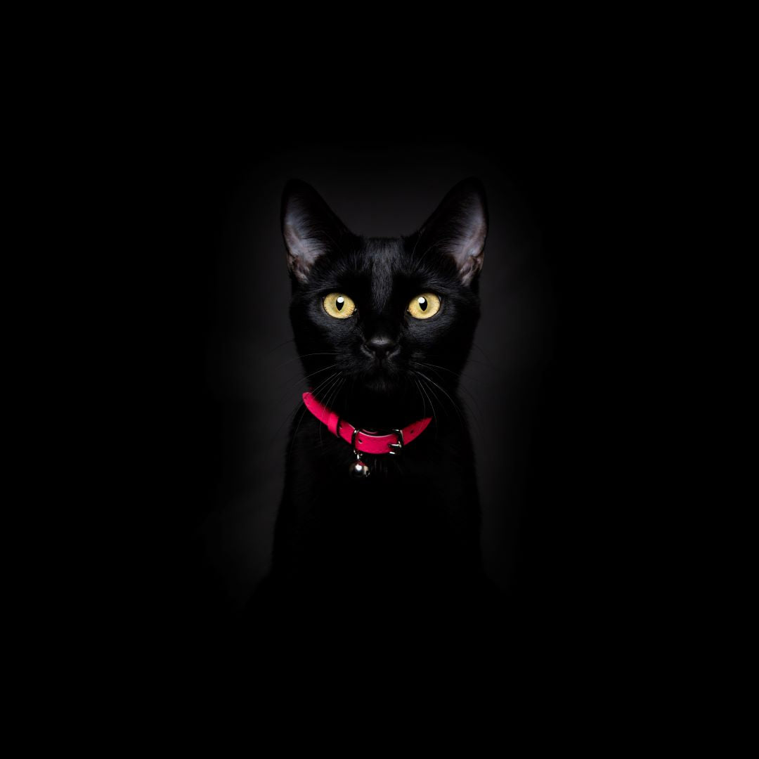 Neon Pink - Reflective Cat Collar