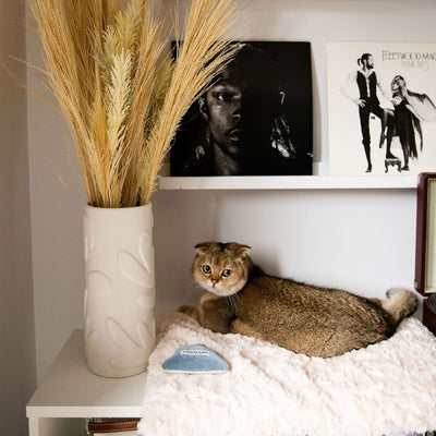 Picture of a cat on a faux fur bed
