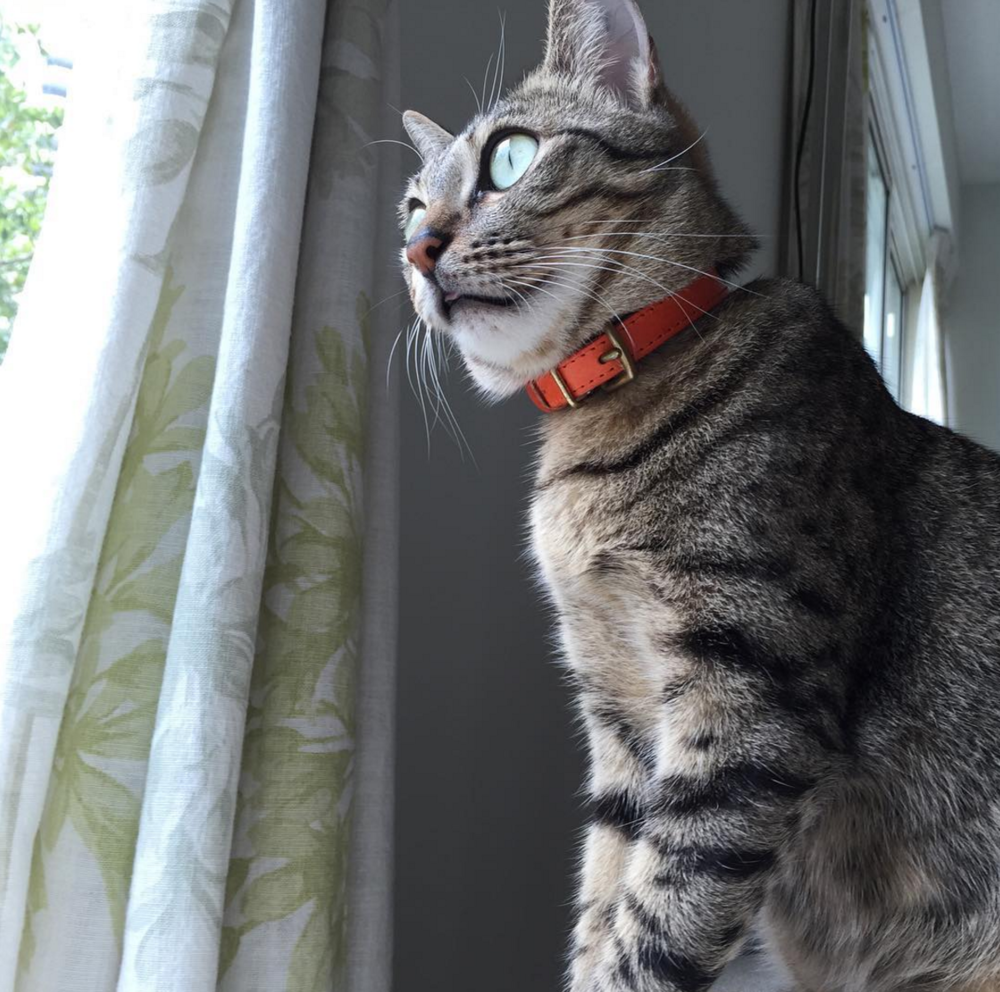 Cheshire Wain Orange Leather Cat Collar