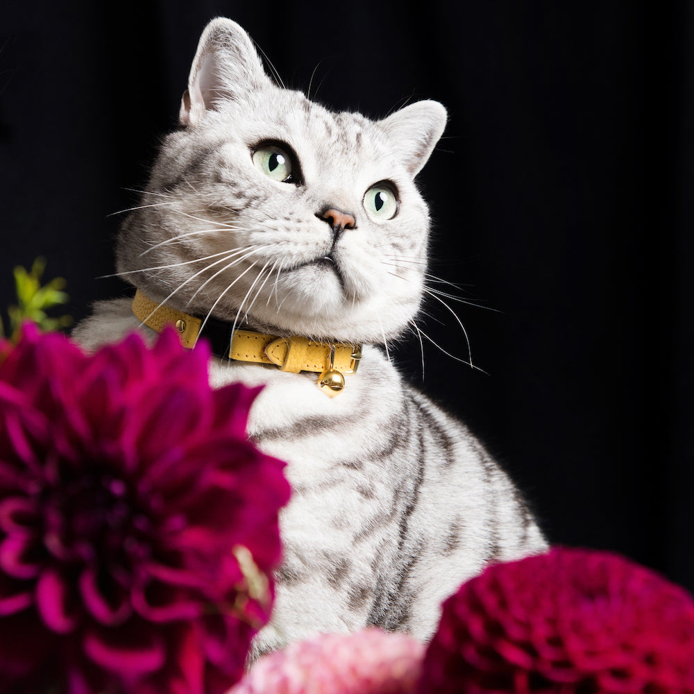 The 'Persian' Caviar Cat Collar