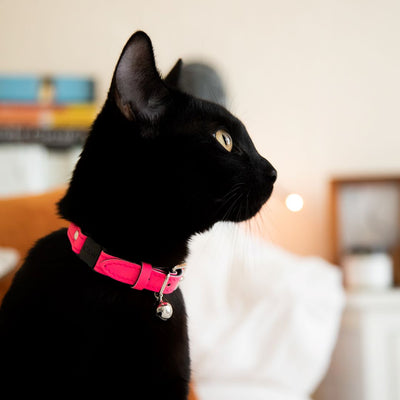 Neon Pink - Reflective Cat Collar