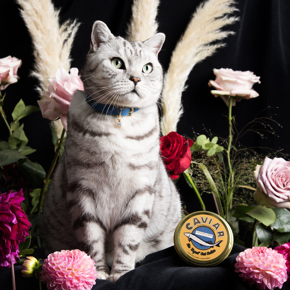 Designer Cat Collars With a Colourful Harlequin Pattern 