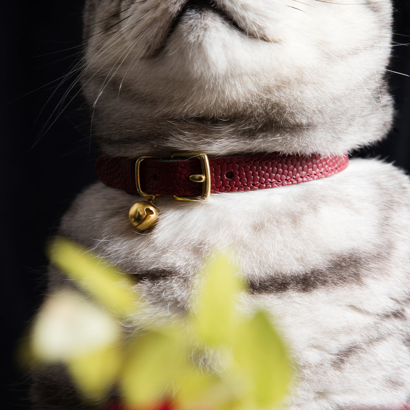 The 'Tsar' Caviar Cat Collar